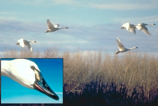 Tundra Swan