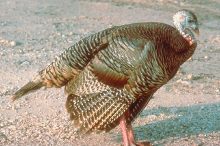 Merriams Turkey
