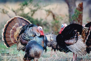 Rio Grande Turkey