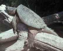 Turtle Turtle