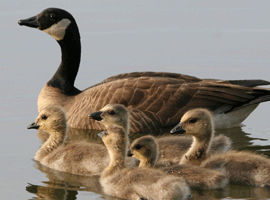 canada goose hen 