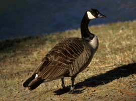 canada goose drake 