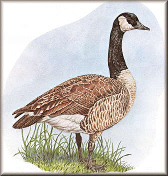 Canada Goose