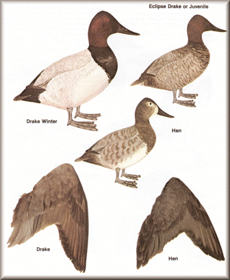 Canvasback