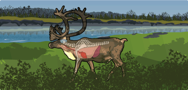 Caribou Vitals