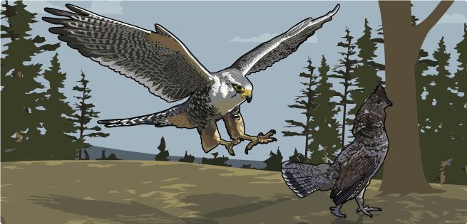 Peregrine Falcon
