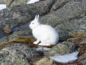 Arctic Hare