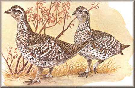 Sharp-Tailed Grouse Sharp-Tailed Grouse