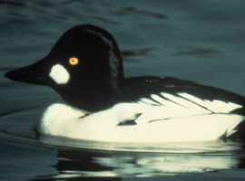 goldeneye drake 