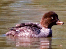 goldeneye hen 
