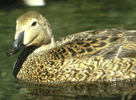 common eider hen 