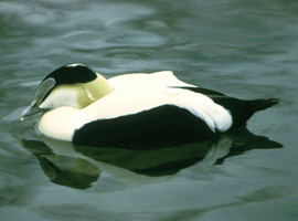 common eider drake 