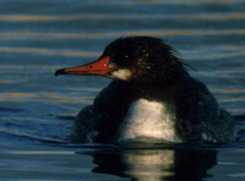 merganser hen 
