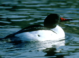 merganser drake 
