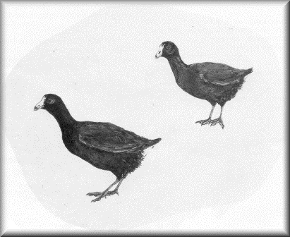 American Coot