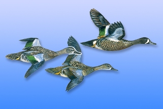Blue-Winged Teal Blue-Winged Teal