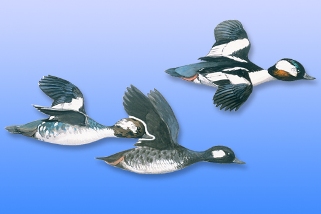 Bufflehead Bufflehead