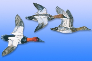 Canvasback Canvasback