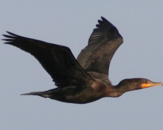 Cormorant Cormorant
