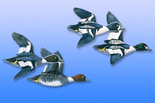 Goldeneye Goldeneye