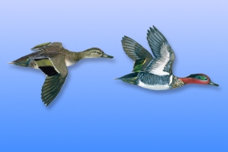 Green-Winged Teal Green-Winged Teal