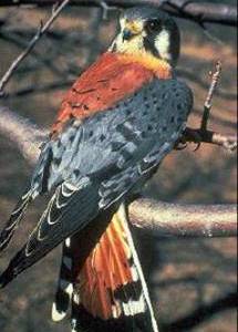 American Kestrel American Kestrel