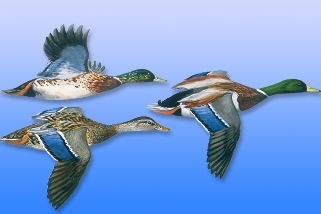 Mallard Mallard