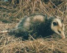 Opossum Opossum