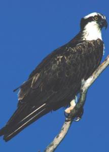 Osprey Osprey