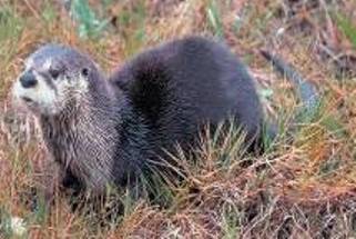 Otter Otter