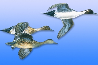 Pintail Pintail