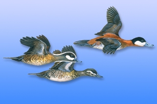 Ruddy Duck Ruddy Duck