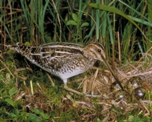 Snipe Snipe