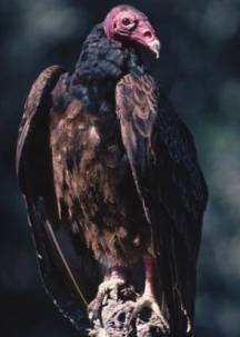 Turkey Vulture Turkey Vulture