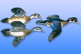 Wood Duck Wood Duck