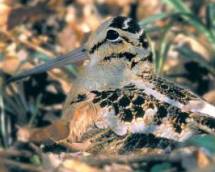 Woodcock Woodcock