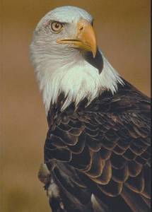 Bald Eagle Bald Eagle