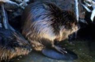 Beaver Beaver
