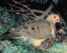 Mourning Dove Mourning Dove