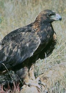 Golden Eagle Golden Eagle