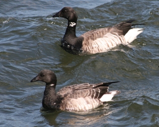 Brant Goose Brant Goose