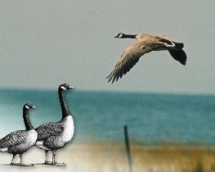 Canada Goose Canada Goose
