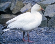 Snow Goose Snow Goose