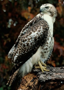 Red Tailed Hawk Red Tailed Hawk