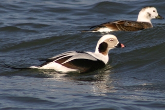 Long-tailed duck Long-tailed duck
