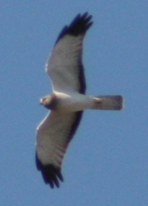 Northern Harrier Northern Harrier