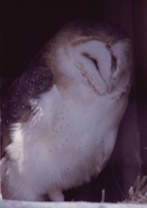 Barn Owl Barn Owl