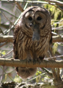 Barred Owl Barred Owl