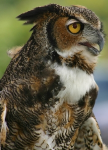 Great Horned Owl Great Horned Owl