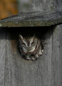E. Screech Owl E. Screech Owl